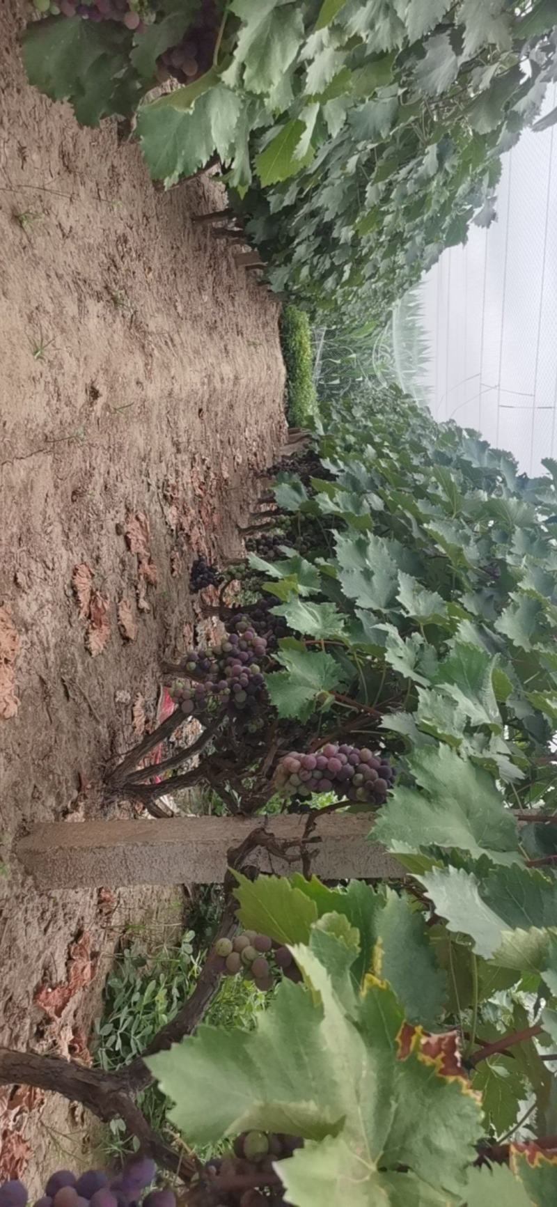 漯河巨峰葡萄