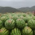 宁夏香山精品石头瓜硒砂瓜产地发货糖度13以上包熟包甜