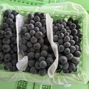 新疆夏黑葡萄开园了，有需要的老板联系我。代办