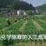 大叶韭菜