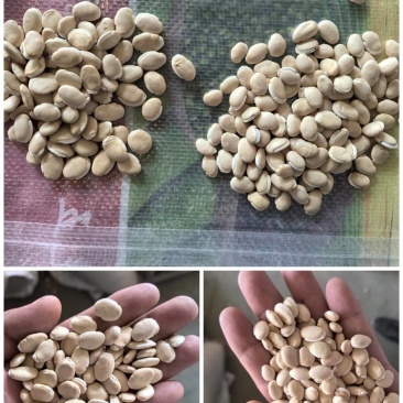 药扁豆