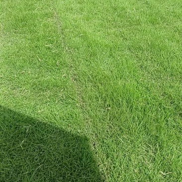 大量出售马尼拉草卷草块