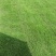 大量出售马尼拉草卷草块