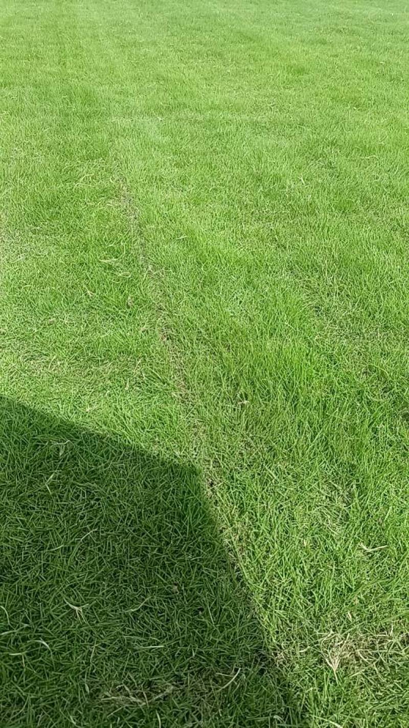 大量出售马尼拉草卷草块