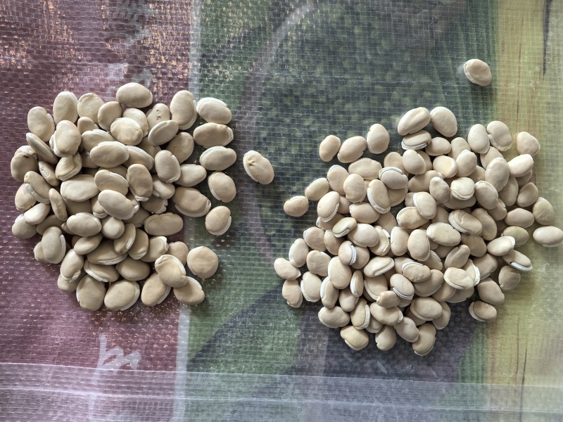 药扁豆