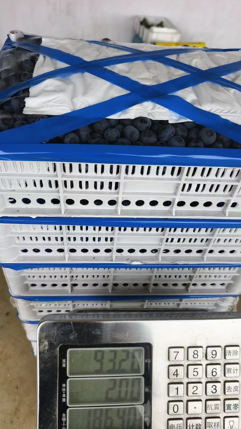 蓝莓鲜果