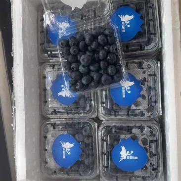 蓝莓鲜果