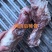 满肉后棒骨
