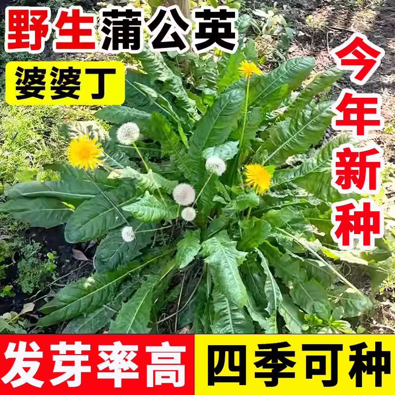 蒲公英种子厂家一手货源批发质量保证价格美丽欢迎下单咨询