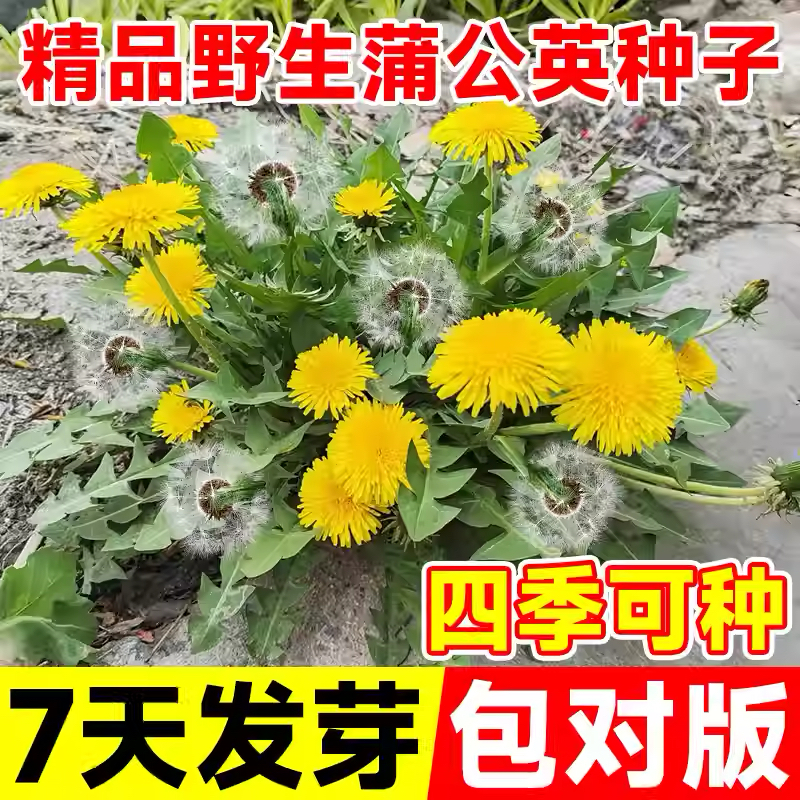 蒲公英种子厂家一手货源批发质量保证价格美丽欢迎下单咨询