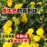 蒲公英种子厂家一手货源批发质量保证价格美丽欢迎下单咨询