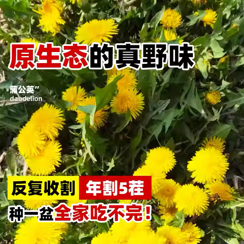 蒲公英种子厂家一手货源批发质量保证价格美丽欢迎下单咨询
