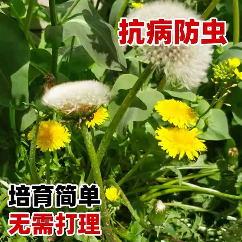 蒲公英种子厂家一手货源批发质量保证价格美丽欢迎下单咨询