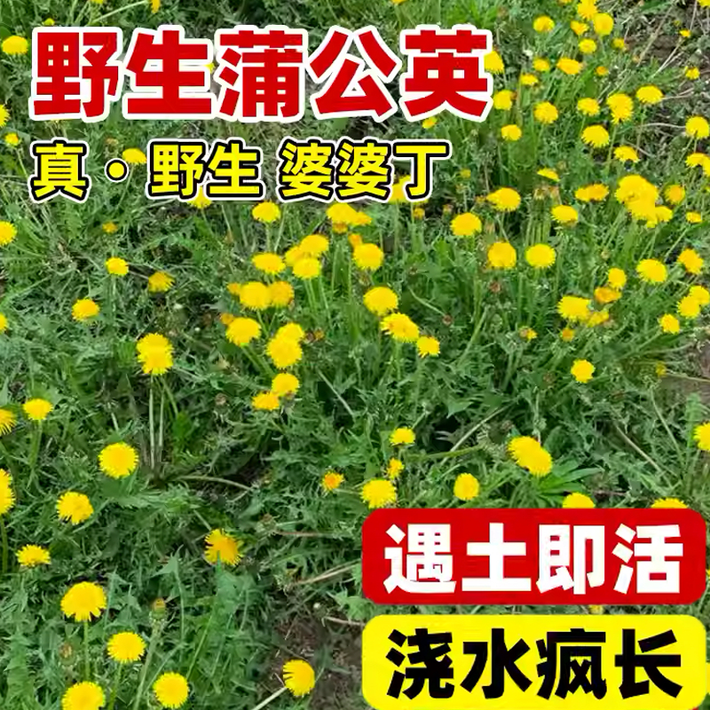 蒲公英种子厂家一手货源批发质量保证价格美丽欢迎下单咨询