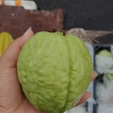 白心芭乐