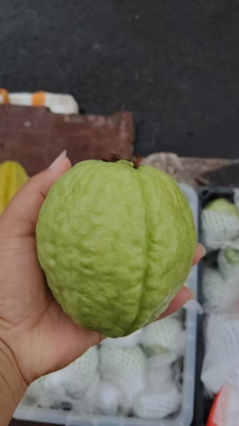 白心芭乐