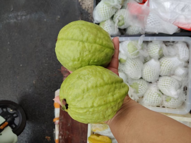白心芭乐