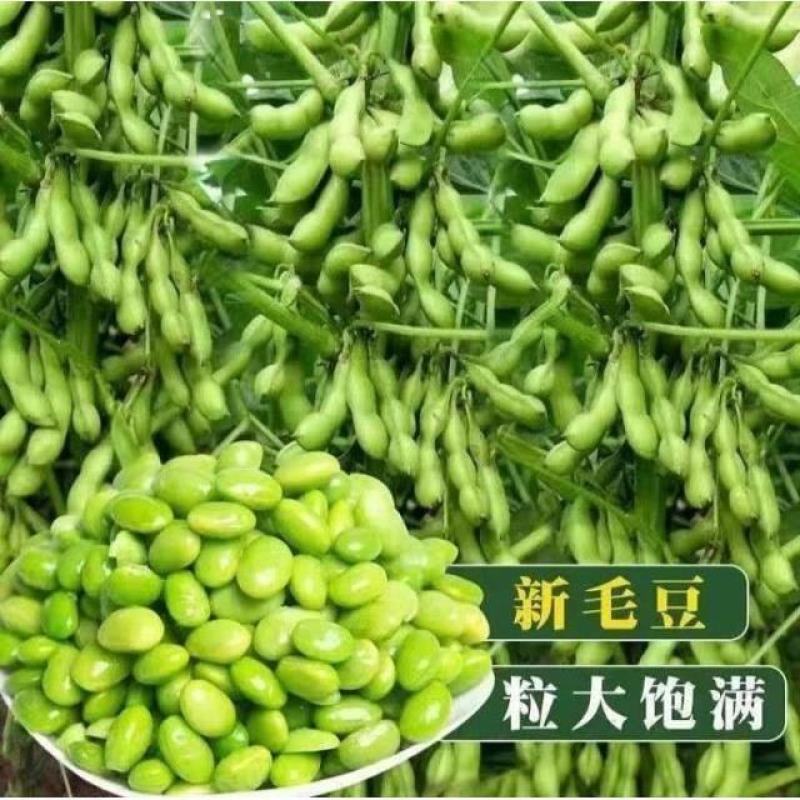 精品毛豆货源充足量大从优质量保证产地供应欢迎咨询