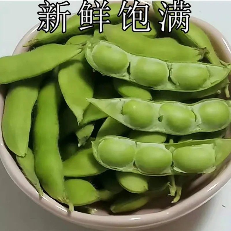 精品毛豆货源充足量大从优质量保证产地供应欢迎咨询