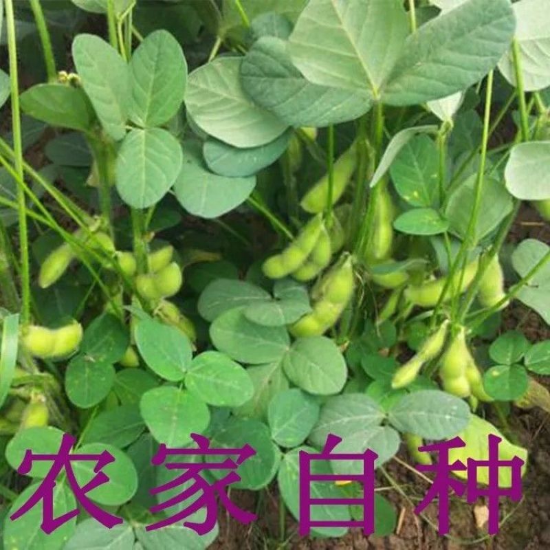 精品毛豆货源充足量大从优质量保证产地供应欢迎咨询