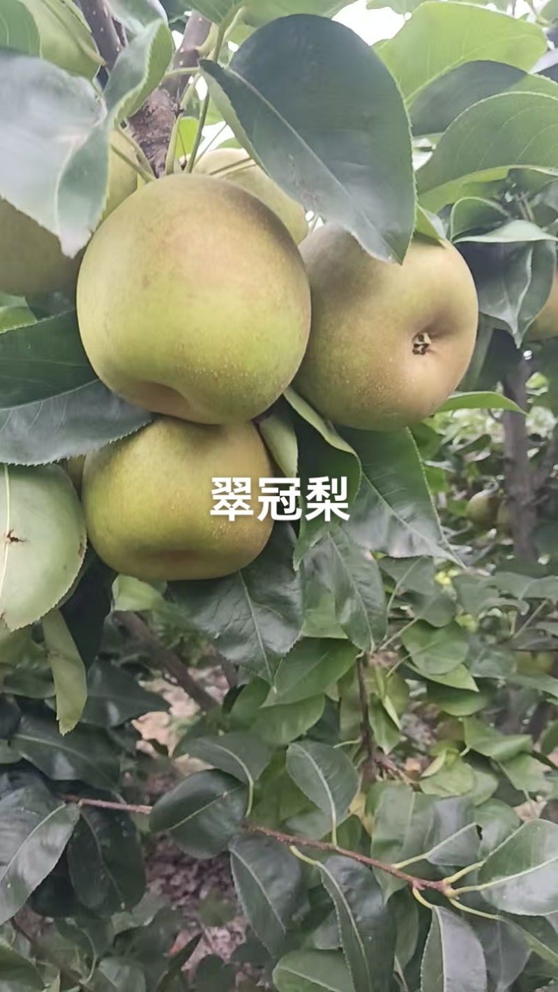 翠冠梨脆甜.价格便宜，今年梨不值钱，老板们采购梨好机会