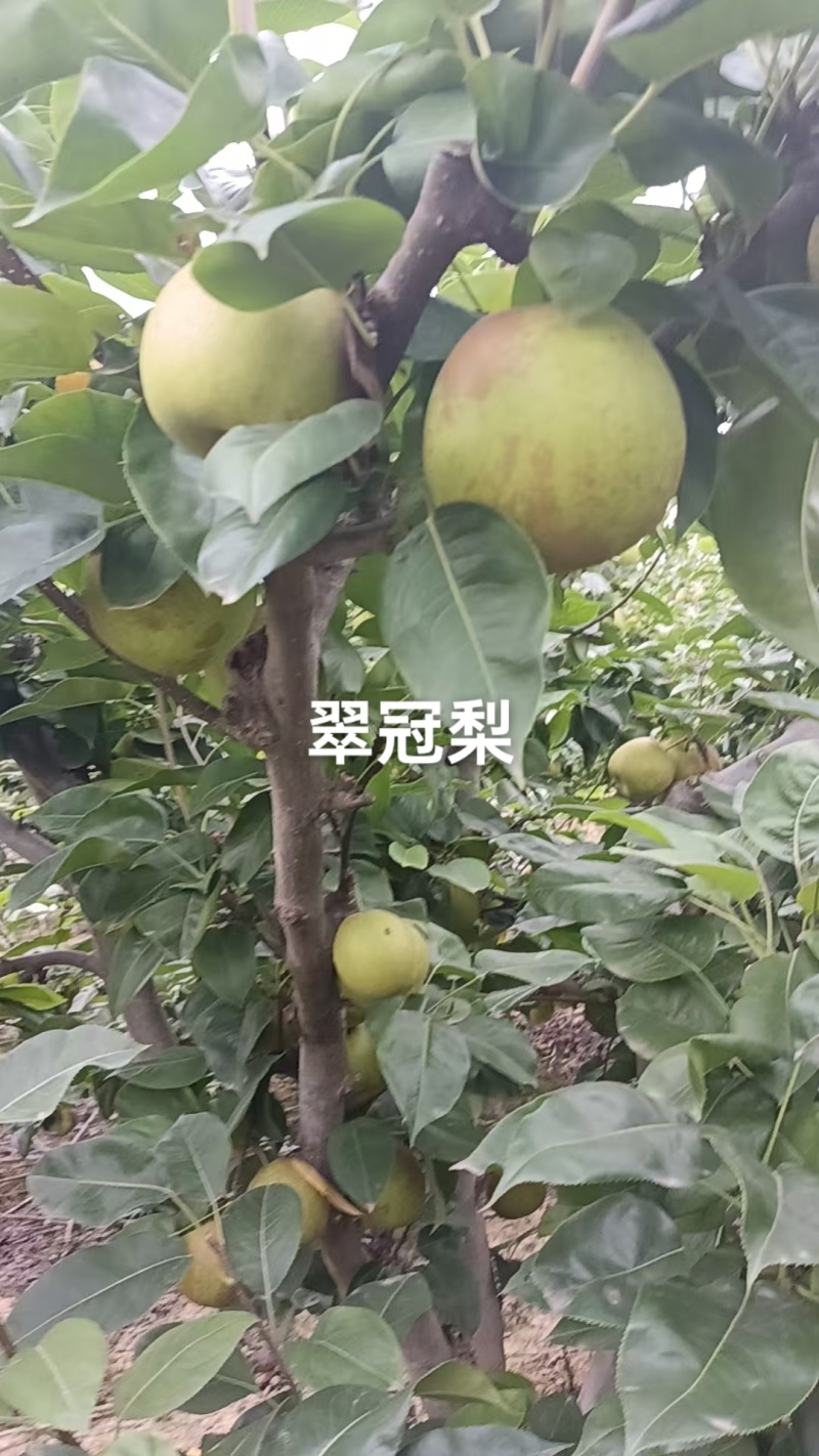 翠冠梨脆甜.价格便宜，今年梨不值钱，老板们采购梨好机会
