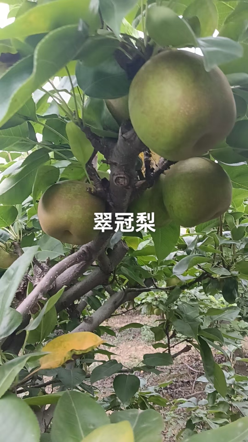 翠冠梨脆甜.价格便宜，今年梨不值钱，老板们采购梨好机会