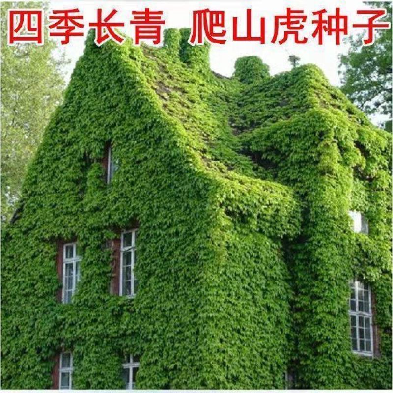 爬山虎种子厂家一手货源批发品质保证价格美丽欢迎下单