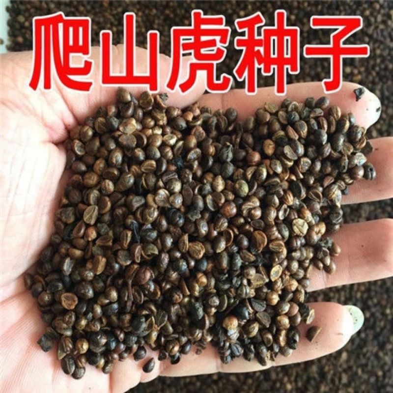 爬山虎种子厂家一手货源批发品质保证价格美丽欢迎下单
