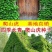 爬山虎种子厂家一手货源批发品质保证价格美丽欢迎下单