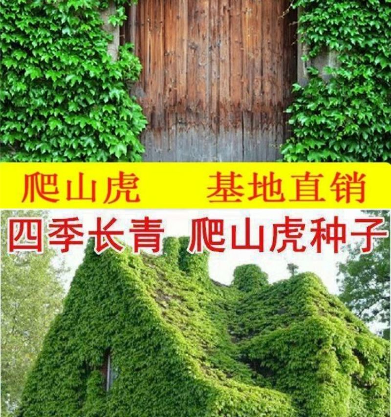 爬山虎种子厂家一手货源批发品质保证价格美丽欢迎下单
