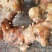 优质南姜