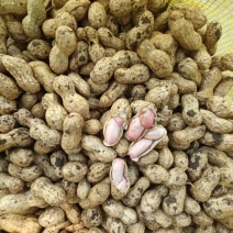 精品花生白沙花生货源充足量大从优产地供应诚信经营