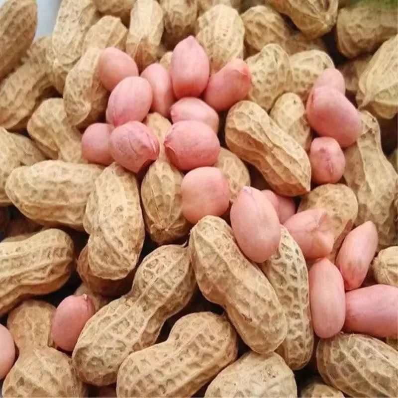 精品花生白沙花生货源充足量大从优产地供应诚信经营