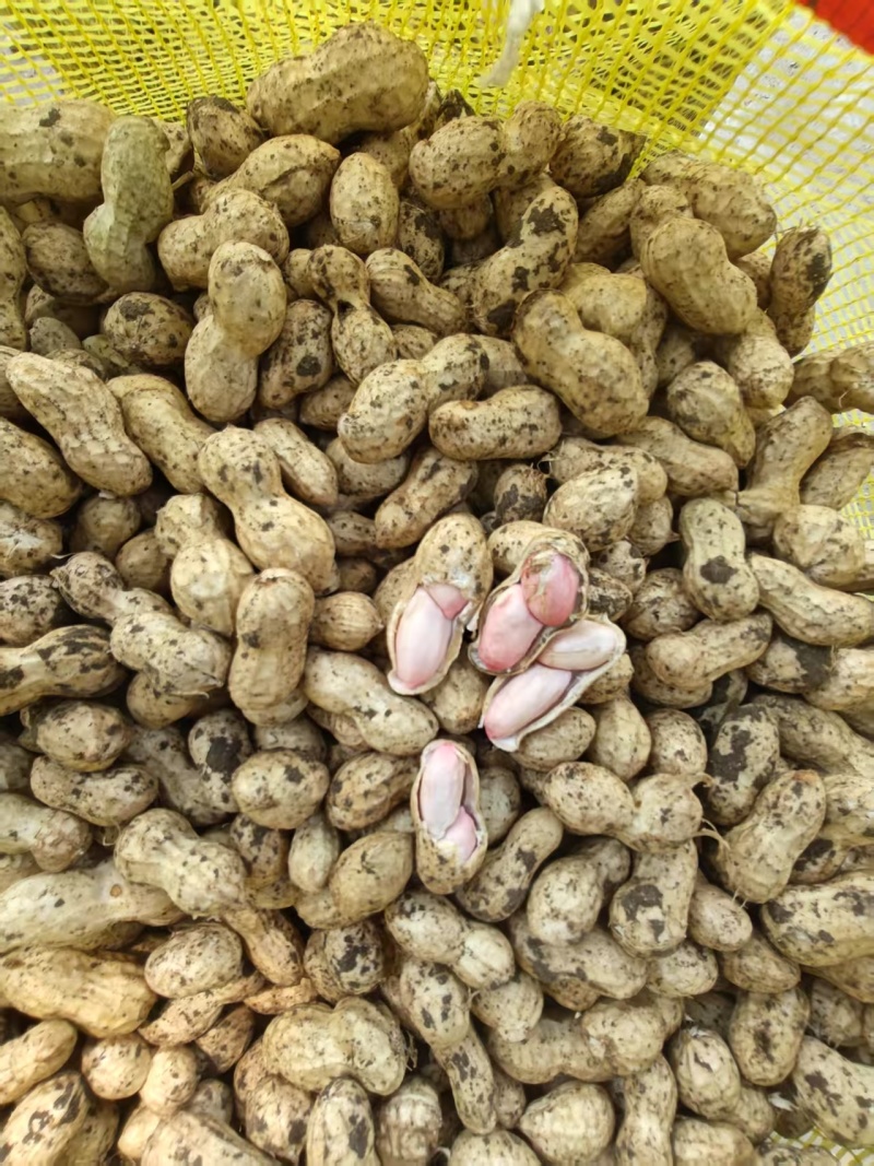 精品花生白沙花生货源充足量大从优产地供应诚信经营