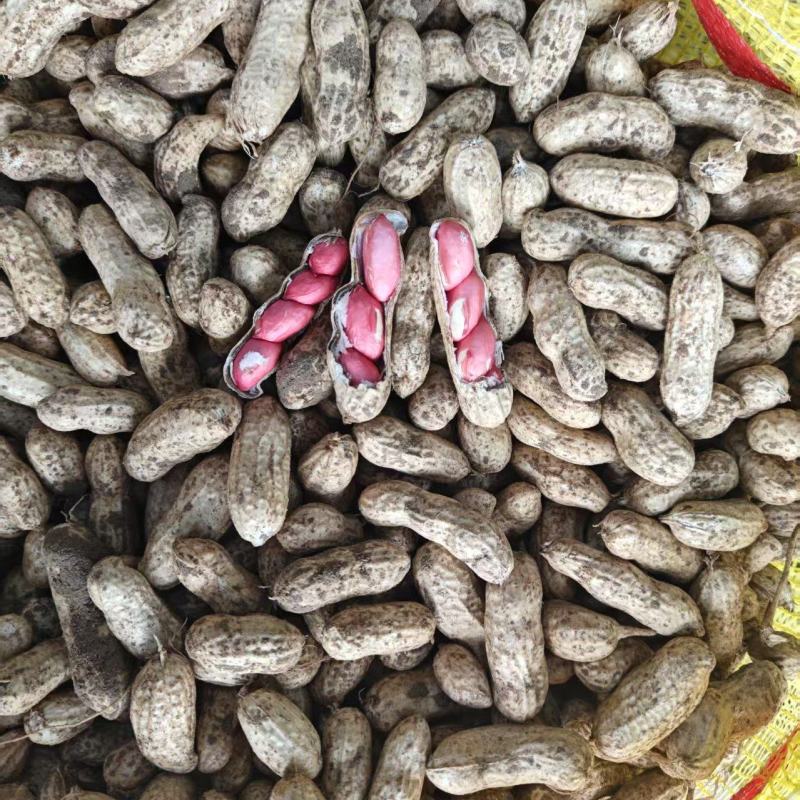 精品花生四粒红花生货源充足量大从优质量保证欢迎咨询