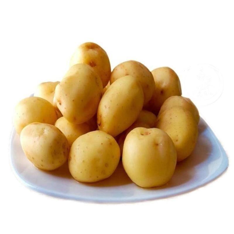 精品土豆大量上