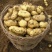 精品土豆大量上