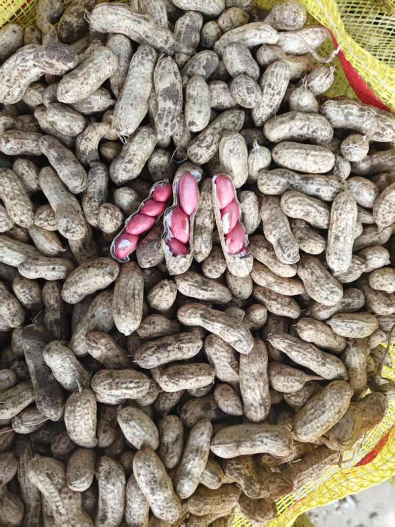 精品花生四粒红花生货源充足量大从优质量保证欢迎咨询