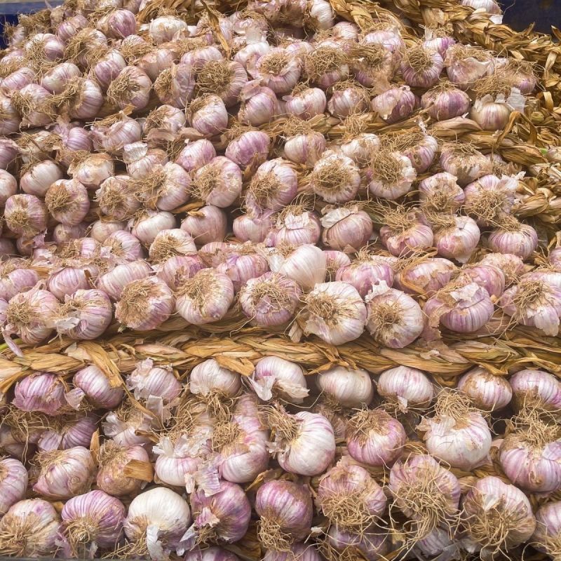 25年新蒜特级紫皮辫子蒜正宗农户直发红蒜可吃可栽