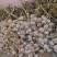 25年新蒜特级紫皮辫子蒜正宗农户直发红蒜可吃可栽