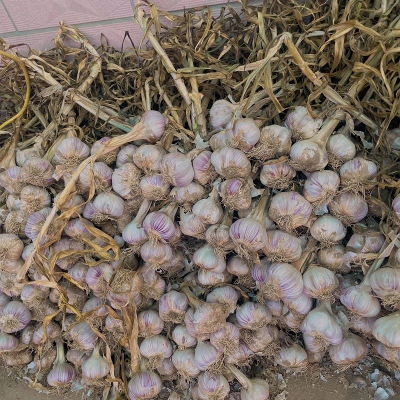 25年新蒜特级紫皮辫子蒜正宗农户直发红蒜可吃可栽