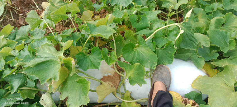湖北优质长白条，预计九月中旬至十月上市，大量预定中