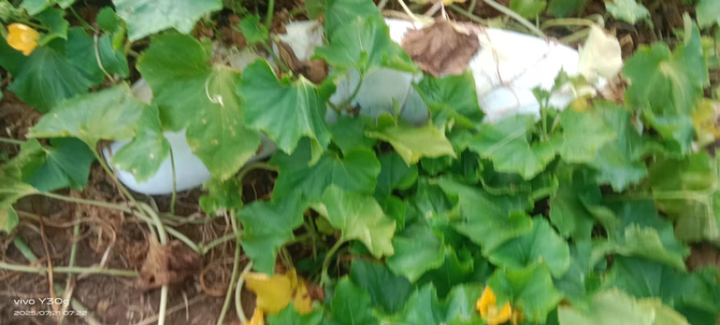 湖北优质长白条，预计九月中旬至十月上市，大量预定中