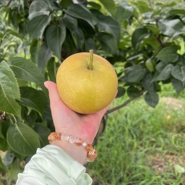 💥重庆永川黄瓜山尖山黄花梨🍐批发&采摘双福利！✅
