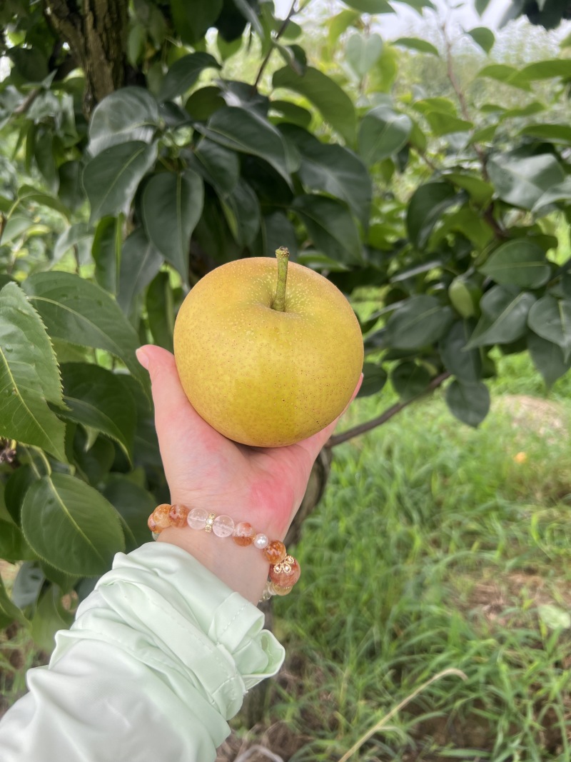 💥重庆永川黄瓜山尖山黄花梨🍐批发&采摘双福利！✅