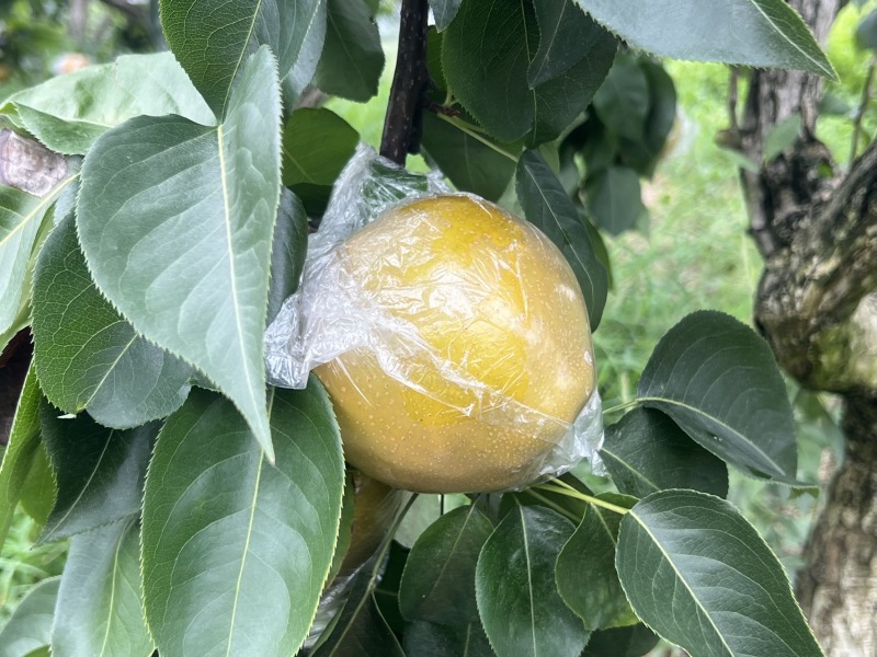 💥重庆永川黄瓜山尖山黄花梨🍐批发&采摘双福利！✅