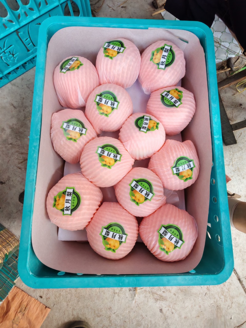 安徽秋月梨新玉梨夏至蜜梨供市场电商产地直发