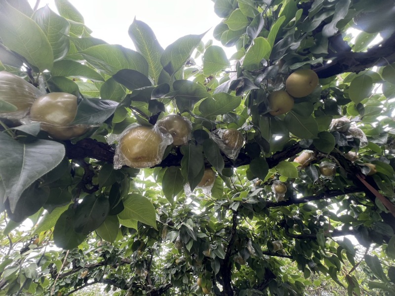 💥重庆永川黄瓜山尖山黄花梨🍐批发&采摘双福利！✅