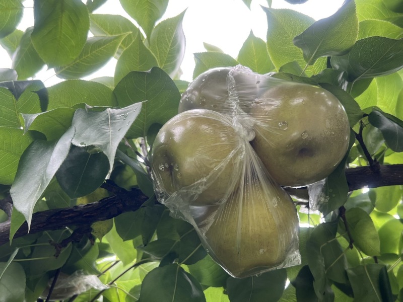 💥重庆永川黄瓜山尖山黄花梨🍐批发&采摘双福利！✅